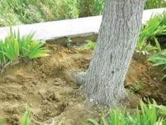 怎么去山上挖盆景树桩 未发芽时如何采挖