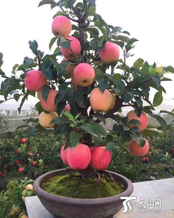将苹果树变成盆景 每盆最高售价2000多