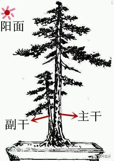 树桩盆景观赏面的确定与枝的布局原则