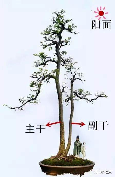 树桩盆景观赏面的确定与枝的布局原则