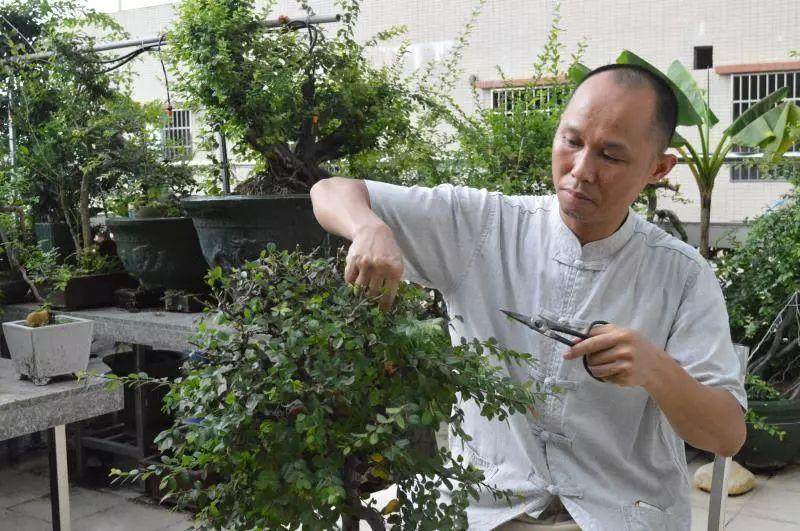 盆景师陈国强在从城建起空中花园