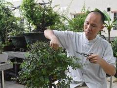 盆景师陈国强在从城建起空中花园