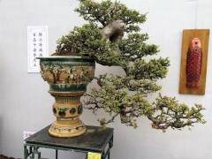 好树+好盆=价格攀升的好盆景