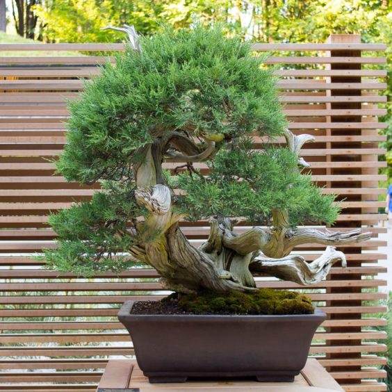 在波特兰日本花园展示新的盆景