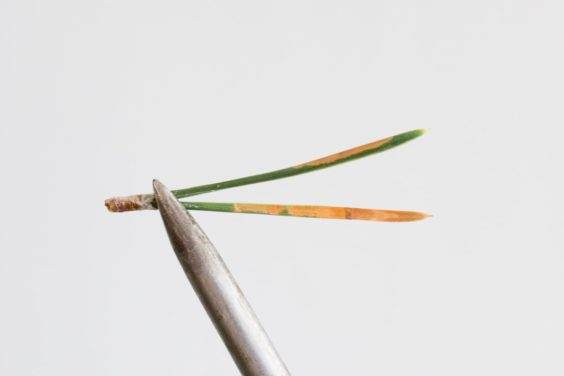 图解 对松树盆景针头怎么修剪的方法