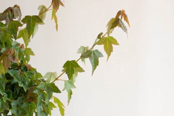 图解 三叉戟枫树盆景的修剪和部分落叶