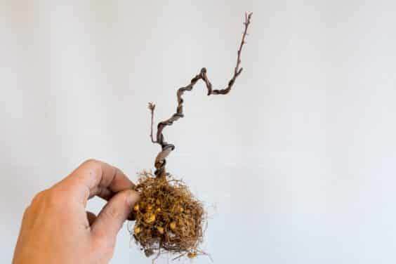 图解 如何盘扎和移植海棠盆景的幼苗