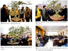 安徽滁州盆景艺术事业快速发展