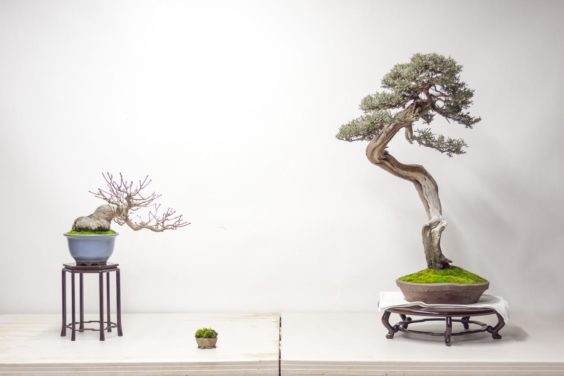 用西方杜松和日本枫树来设置盆景展示台