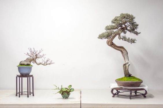 用西方杜松和日本枫树来设置盆景展示台