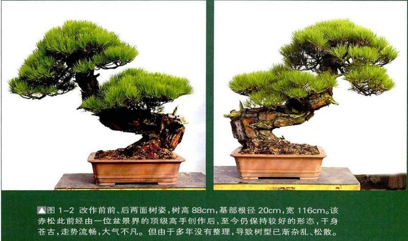 图解 一株两面可观的赤松盆景怎么制作过程