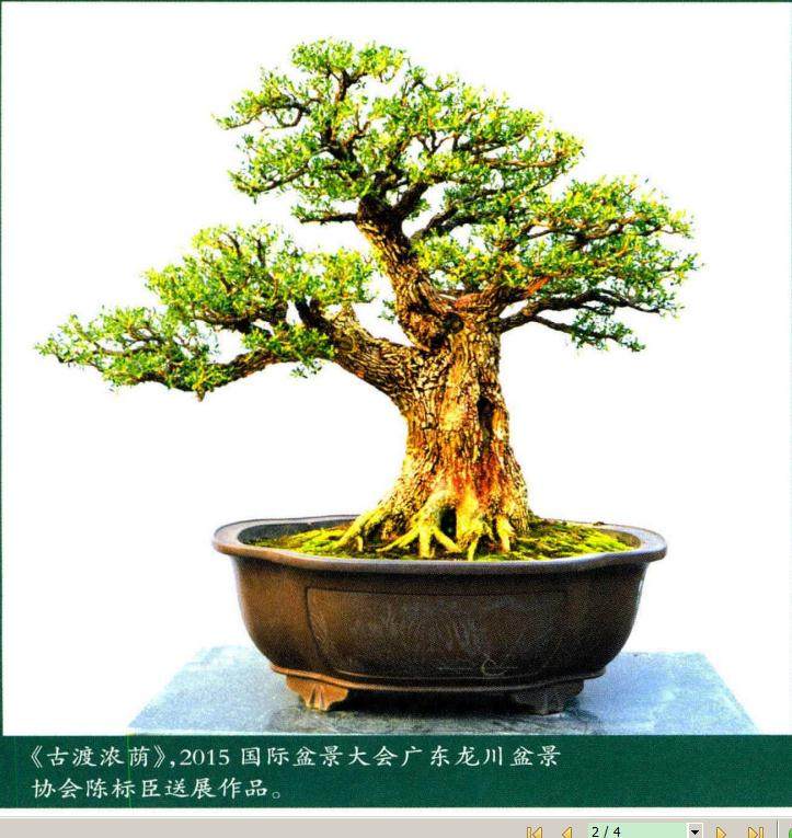 云南黄杨盆景的移栽和养护 