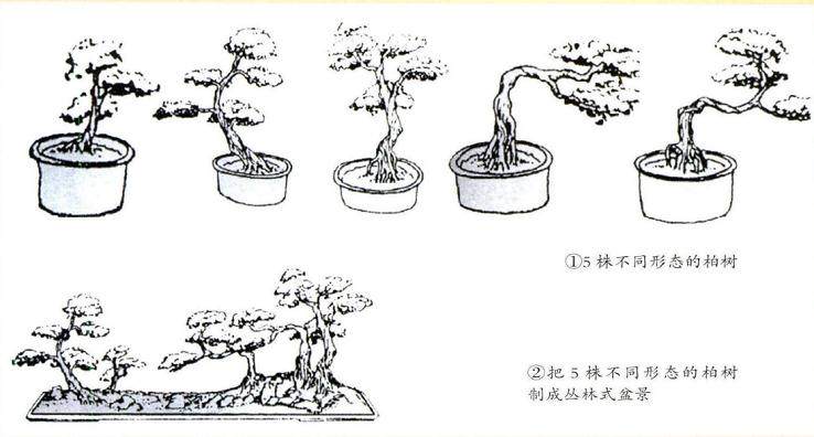 图解 丛林式盆景怎么制作的方法