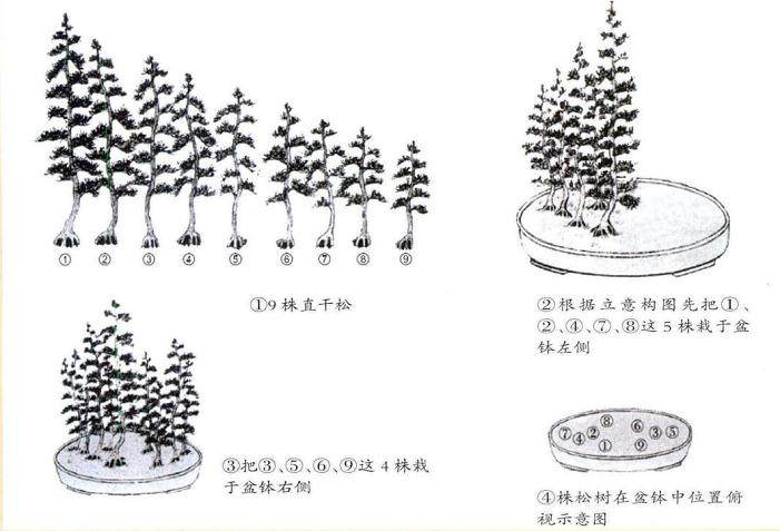 图解 丛林式盆景怎么制作的方法