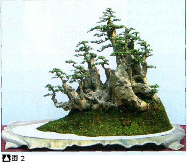 湖北钟祥的肖文华多年来痴迷于盆景艺术