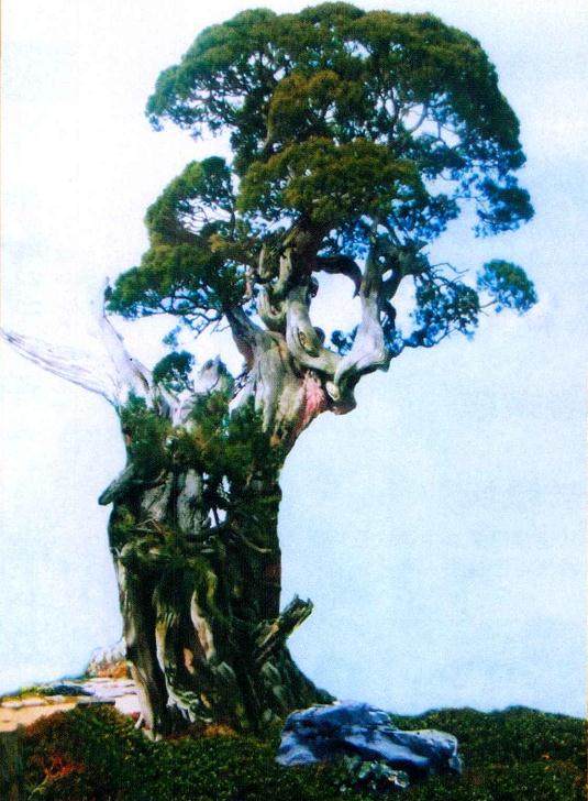 日本岩崎大藏先生的原生真柏盆景