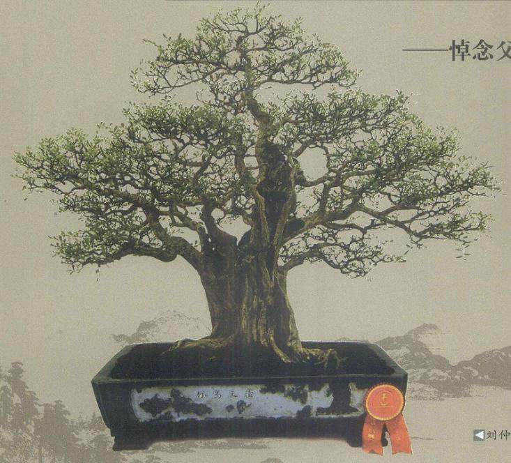 60年代 广州文化局曾经举办过盆景展览