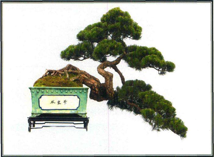 下面介绍山松盆景串笔嫁接的方法与体会。