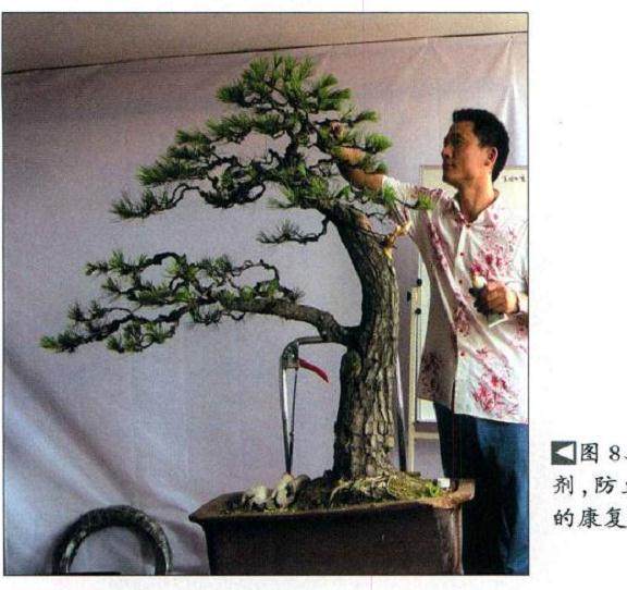 图解 樊顺利演示赤松盆景的制作过程