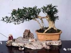 树桩盆景的一般制作方法 图片