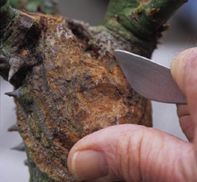 图解 牙线绢树怎么发芽修剪的23个过程