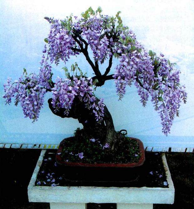 浅谈紫藤盆景的制作与栽培