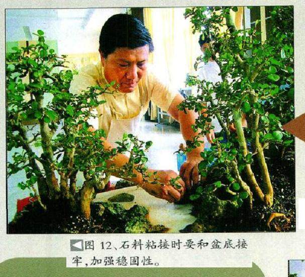 图解 刘传刚树石丛林盆景怎么制作的过程