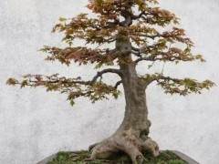 日本枫树盆景怎么施肥修剪个6个方法