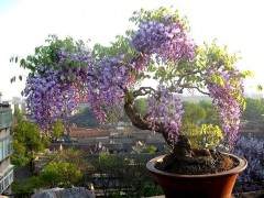 紫藤盆景怎么浇水与修剪的方法 图片