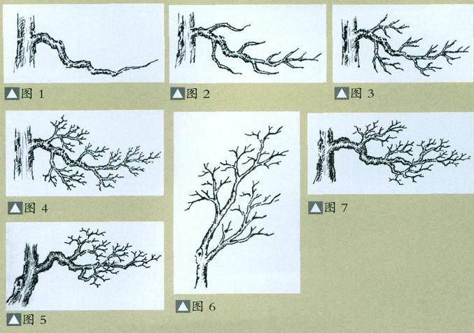 也谈杂木盆景的枝托造型布局与线条美