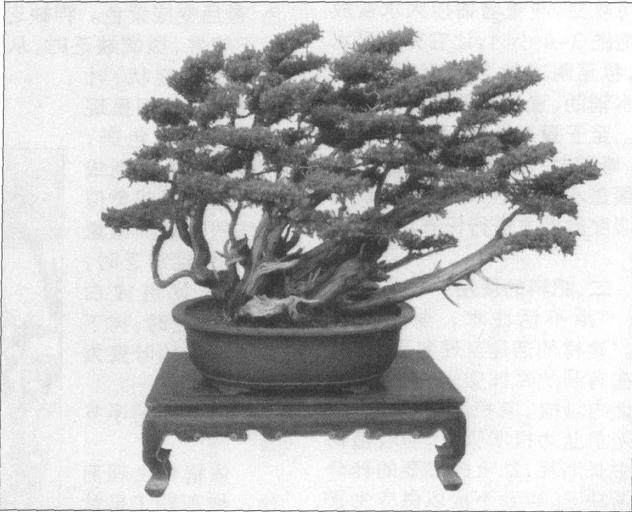 2005年12月 泰州市花木盆景协会成立大会