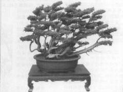 2005年12月 泰州市花木盆景协会成立大会