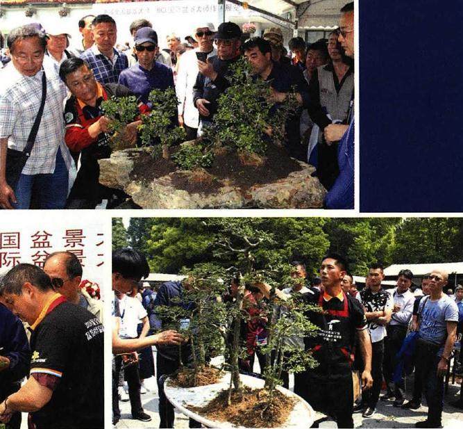 2018BCI国际盆景大师作品展在上海成功举办