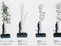 竹草类盆景的制作（竹子篇续）之四