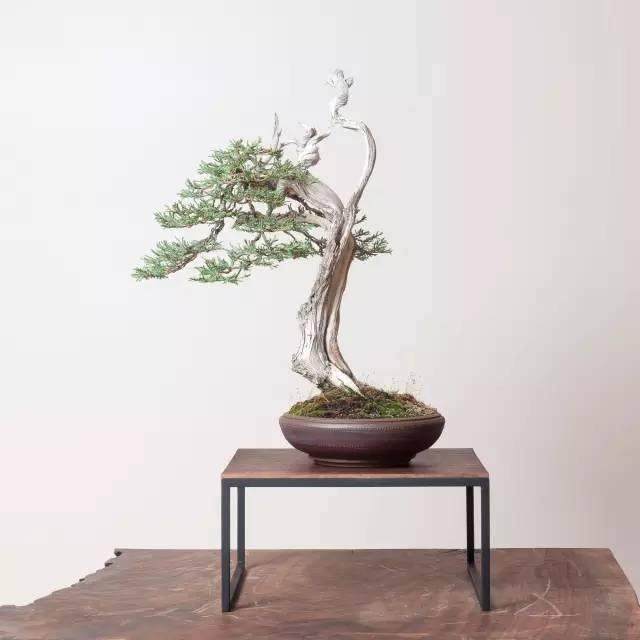 日本五针松经常被视为盆景培养的最佳松树之一