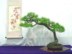 日本五针松经常被视为盆景培养的最好松树