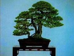 我对三角形盆景造型法的认识