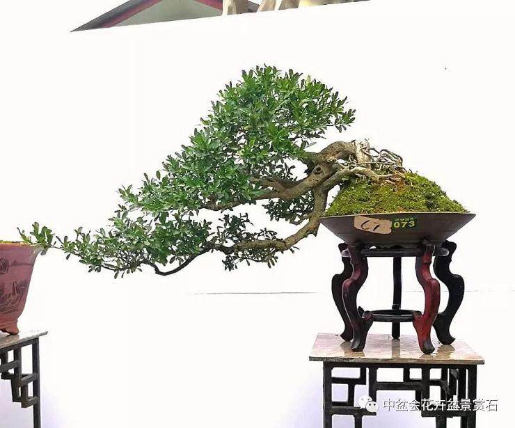 八桂盆景赏石精品展在柳州隆重举办