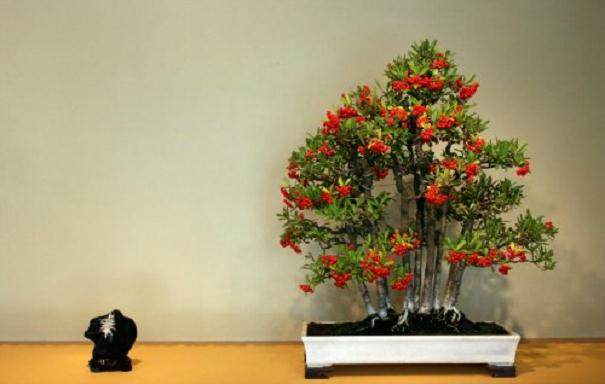 火棘可以制作小型盆景树 但它们也适合较大的盆景