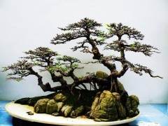 中国扫帚风格的榆树盆景