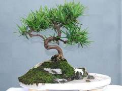 盆景分类：竹石盆景与草本植物盆景