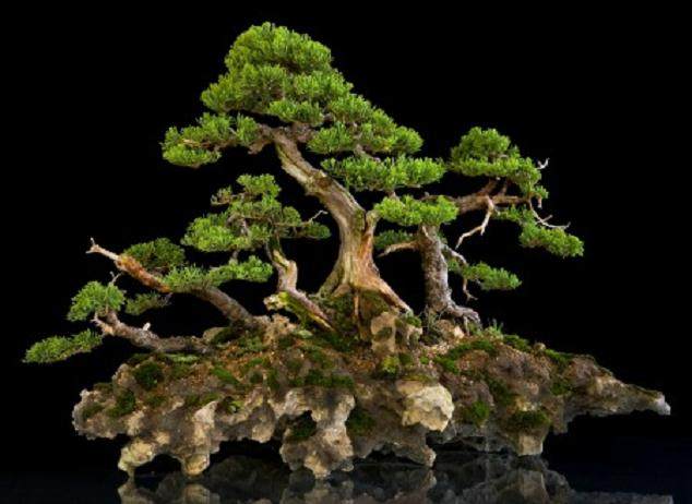 世界上许多人都将杜松盆景作为第一个盆景树