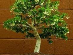 蓝靛菩提树种植成热带盆景的最受欢迎的原因之一