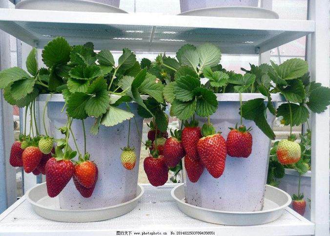 盆景草莓成新宠 业内人士：栽种时要注意室内通风换气