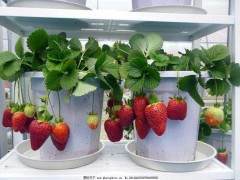 盆景草莓成新宠 室内种植要通风换气