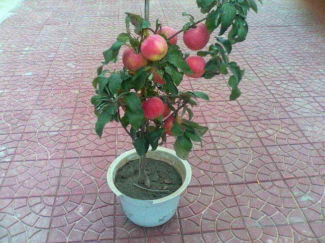 苹果盆景的栽培管理技术