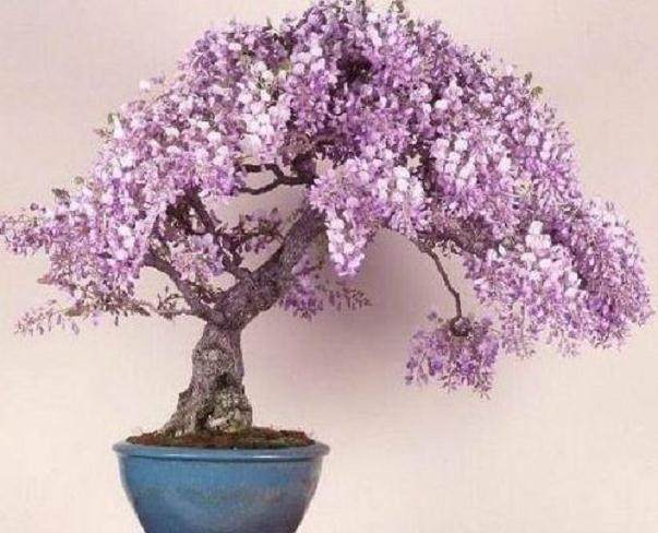 紫藤盆景的修剪造型与养护
