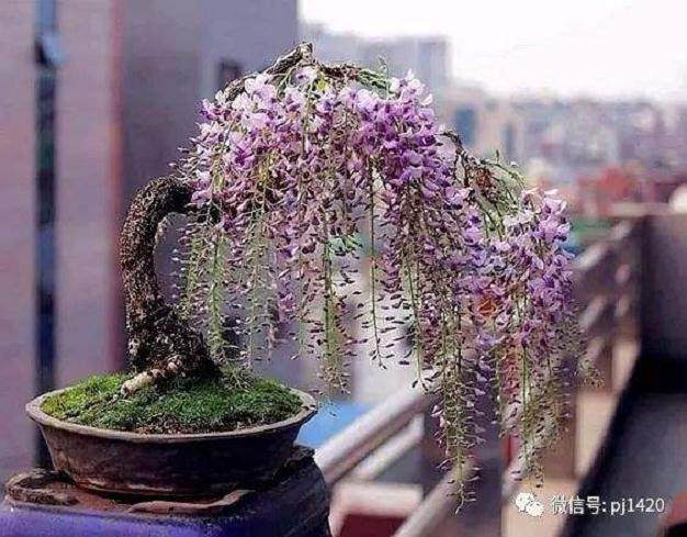 紫藤盆景的修剪造型与养护