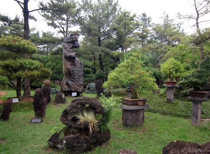 访问韩国济州岛盆景艺术苑