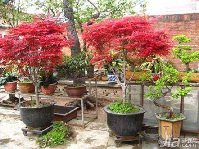 一位山东客户从盈一盆景花木场邮购了1000株日本红枫